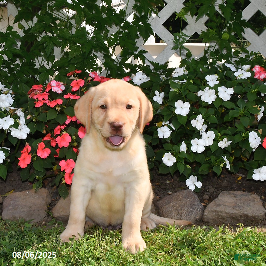 Labrador Retriever dogs for sale: Jasmine - Image 2