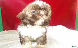 Shih Tzu dogs for sale: tank - Image 4