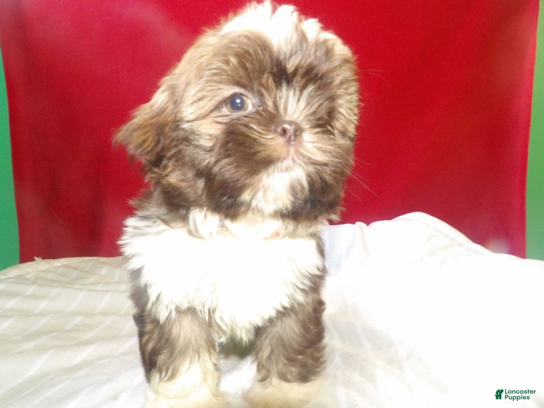 Shih Tzu dogs for sale: tank - Image 4