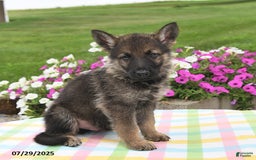 German Shepherd dogs for sale: Marshall - Image 3