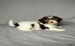 Havapoo dogs for sale: Amy - Image 6