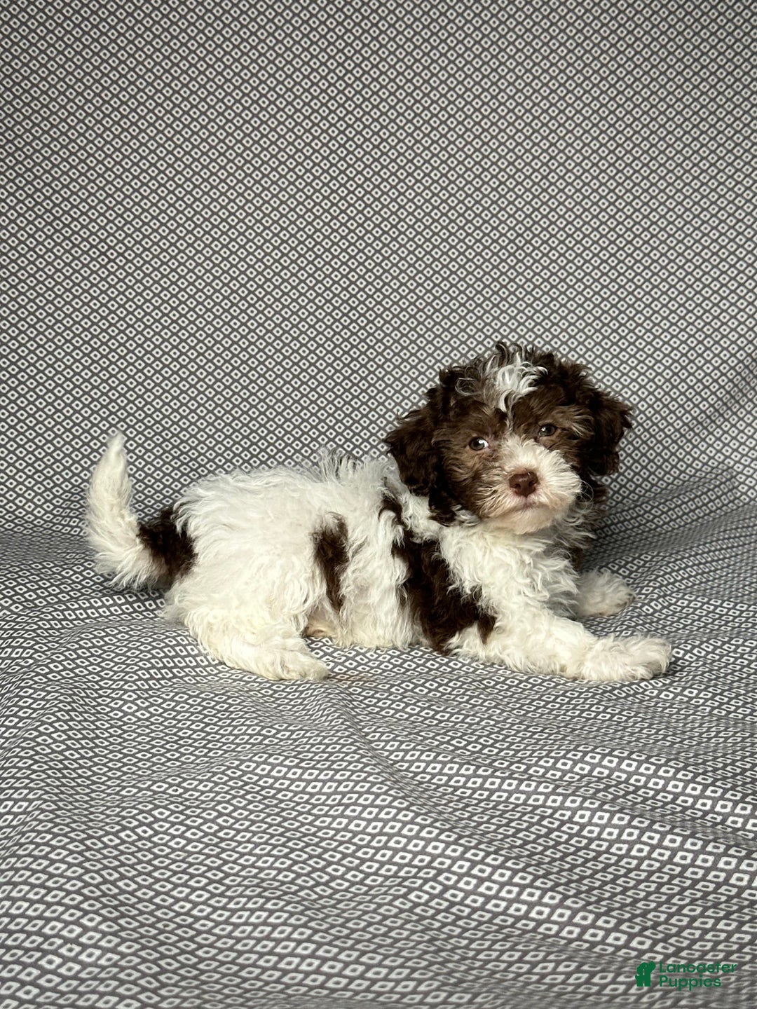 Havapoo dogs for sale: Amy - Image 6