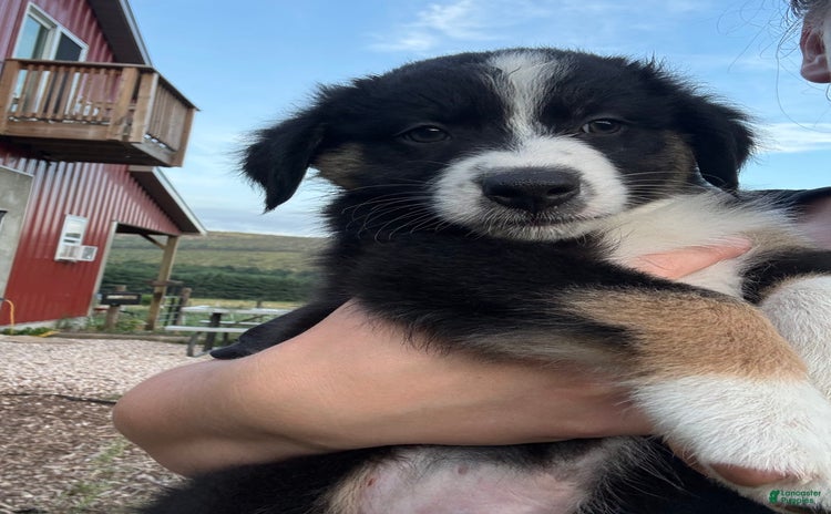 Australian Shepherd dogs for sale - Ad 2