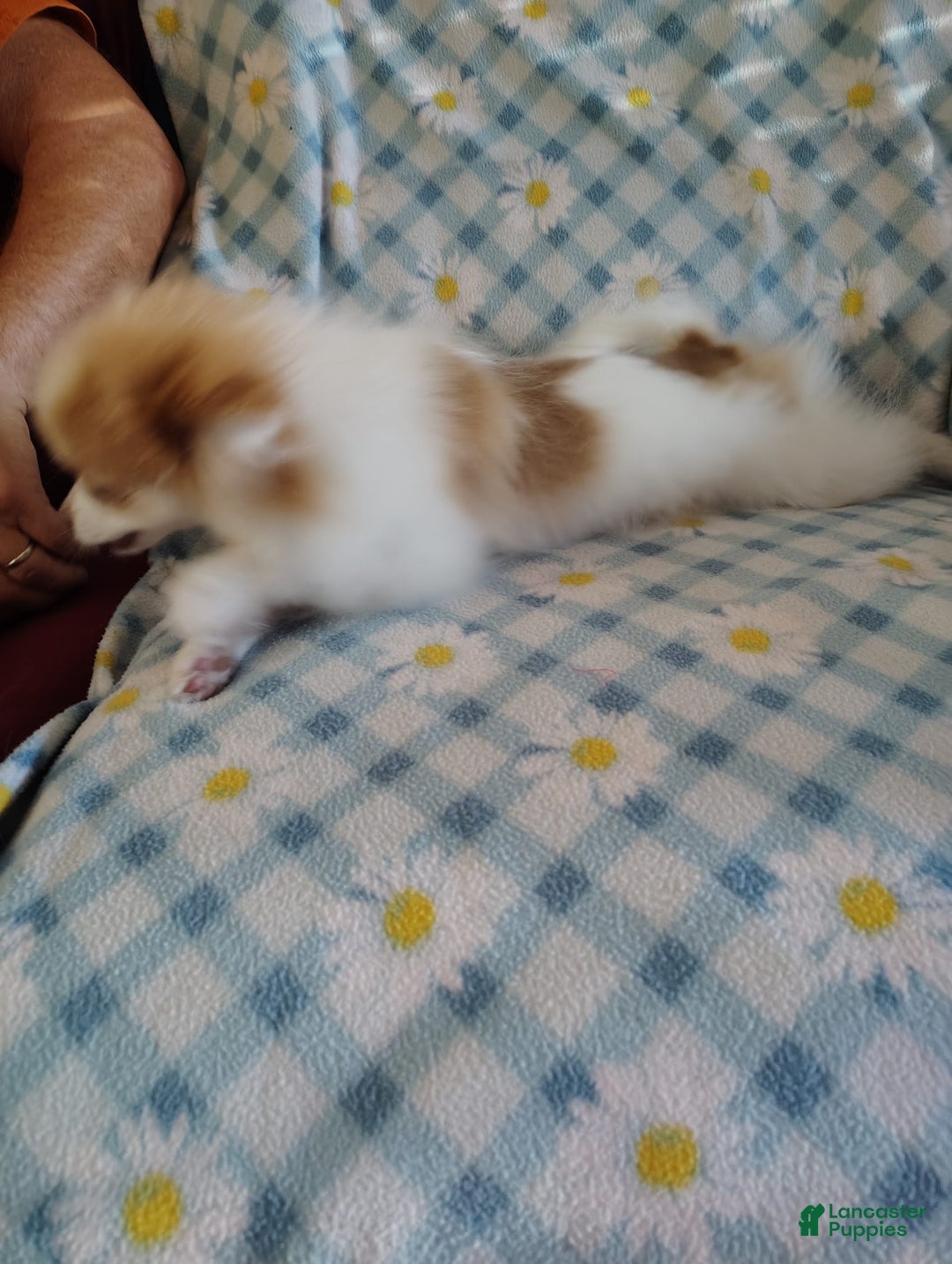 Pomeranian dogs for sale: Cheyenne - Image 4