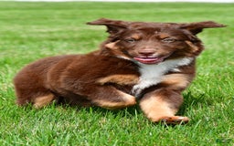Australian Shepherd dogs for sale: CoCo - Image 7