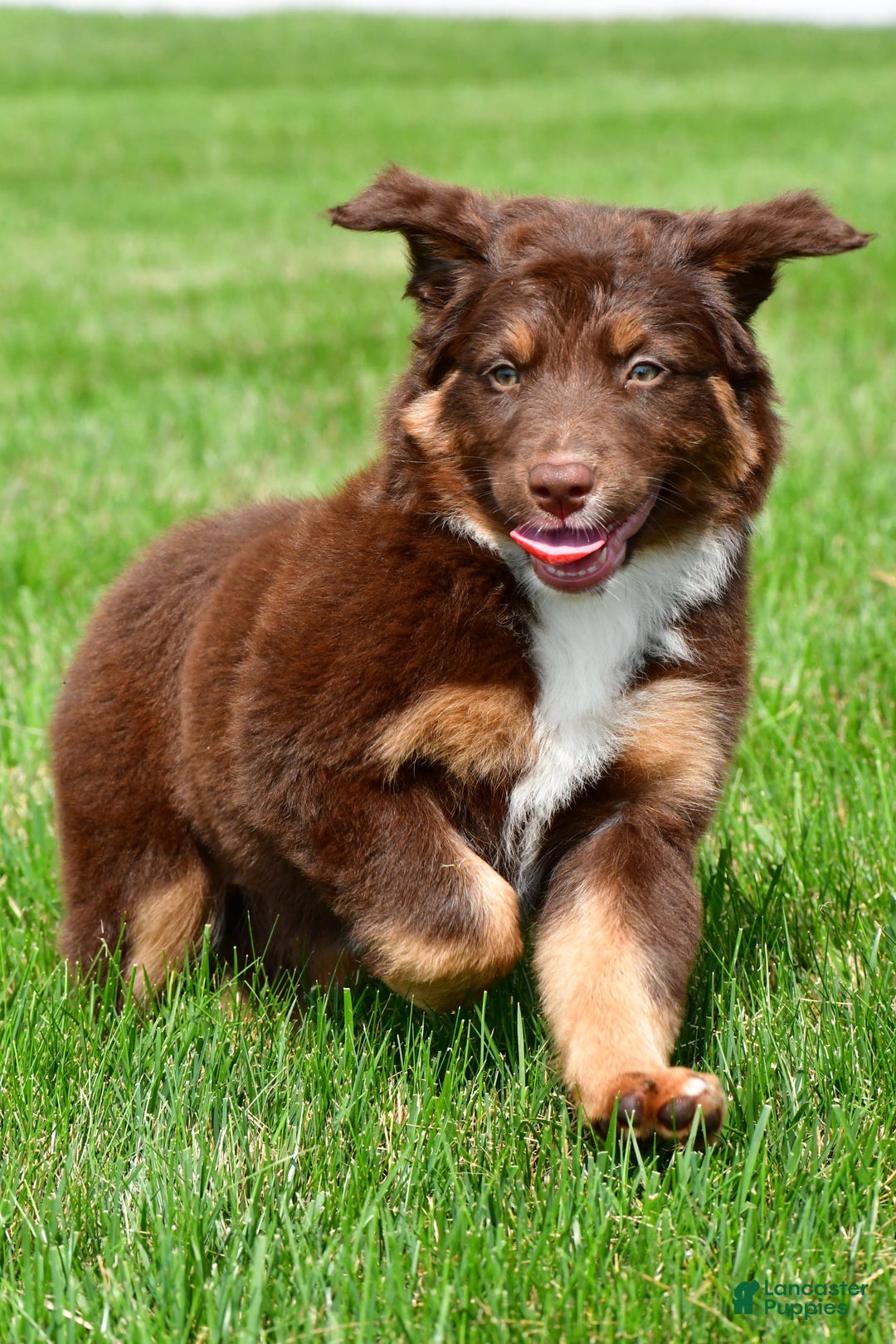 Australian Shepherd dogs for sale: CoCo - Image 7