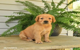 Golden Retriever dogs for sale: Mollie - Image 4