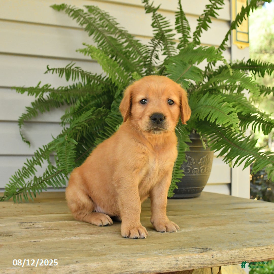 Golden Retriever dogs for sale: Mollie - Image 4