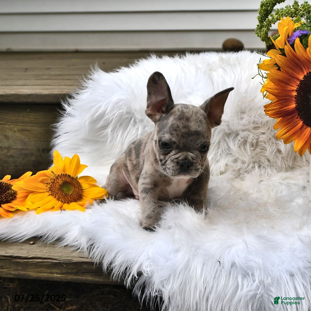 French Bulldog dogs for sale: Hero - Image 7