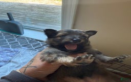 Pomeranian dogs for sale: Mocha - Image 8