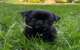 Pug dogs for sale: Pug 4 puppies - Image 7
