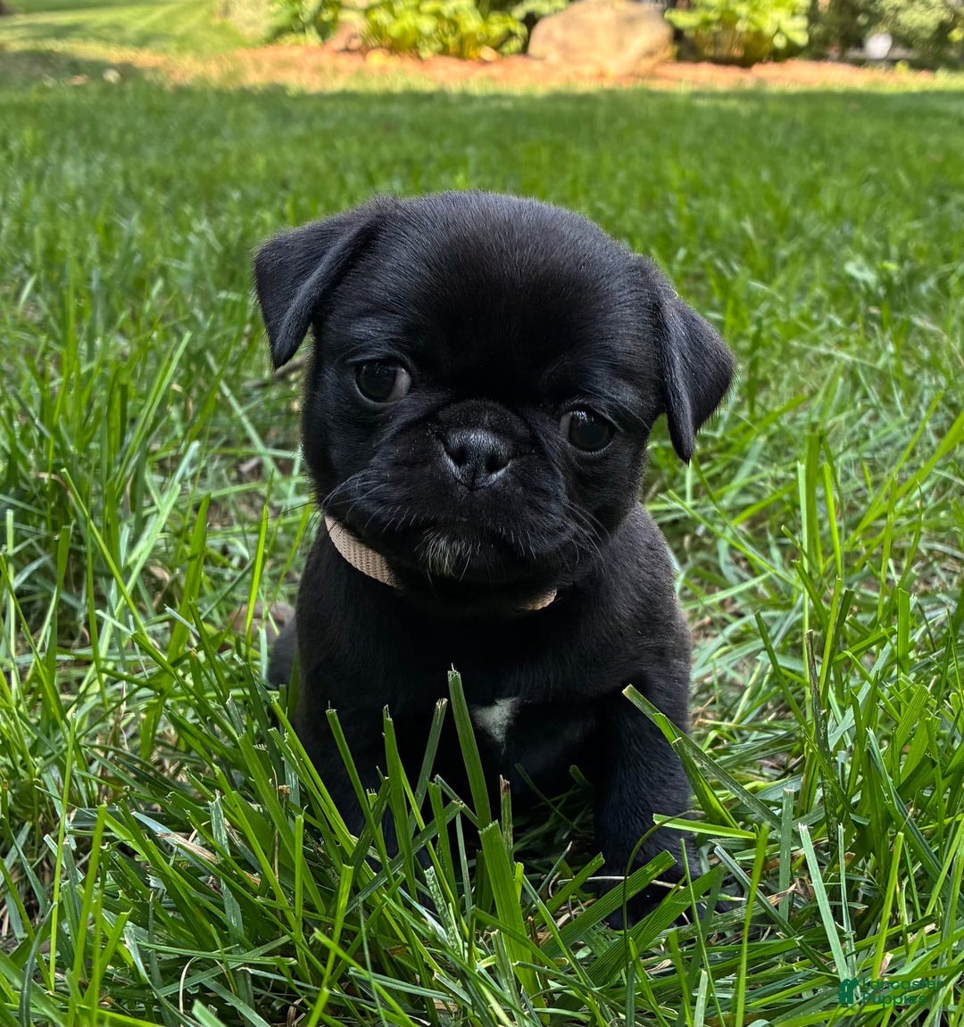 Pug dogs for sale: Pug 4 puppies - Image 7