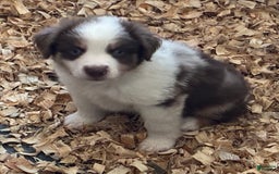  dogs for sale: Pebbles - Image 6