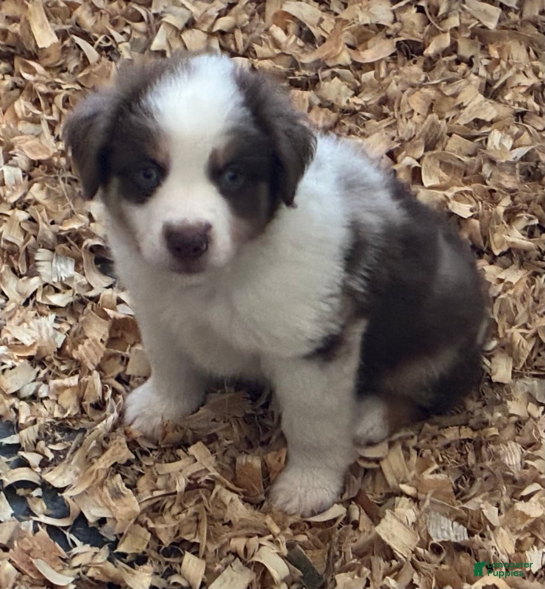  dogs for sale: Pebbles - Image 6