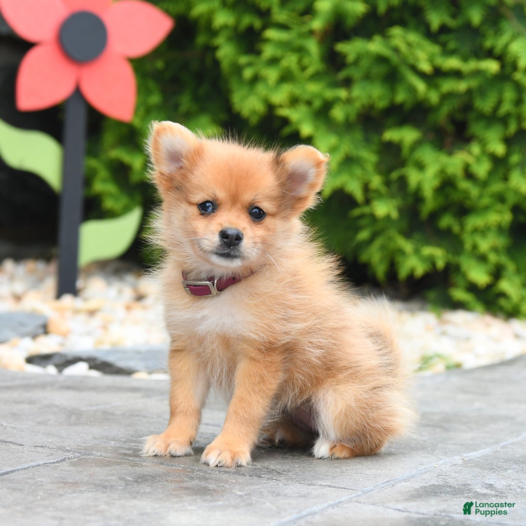 Pomeranian dogs for sale: Aspen - Image 2