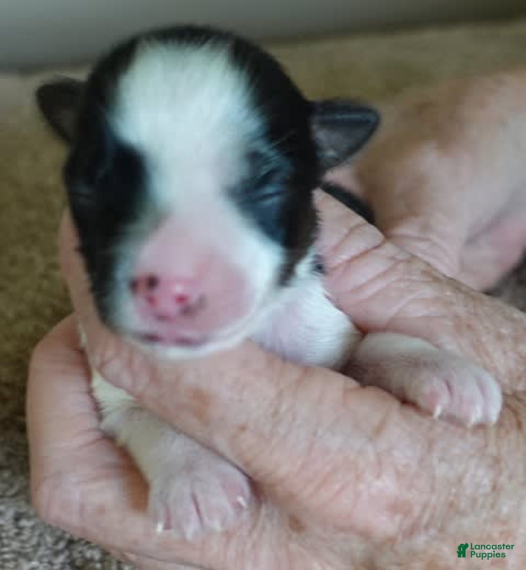 Yorkshire Terrier dogs for sale: Beckham - Image 8