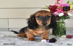 Miniature Dachshund dogs for sale: Laudon - Image 5