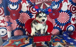 Siberian Husky dogs for sale: rocky - Image 4