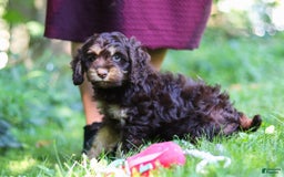 Cockapoo dogs for sale: Ace - Image 18