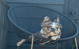 French Bulldog dogs for sale: Mila - Image 7