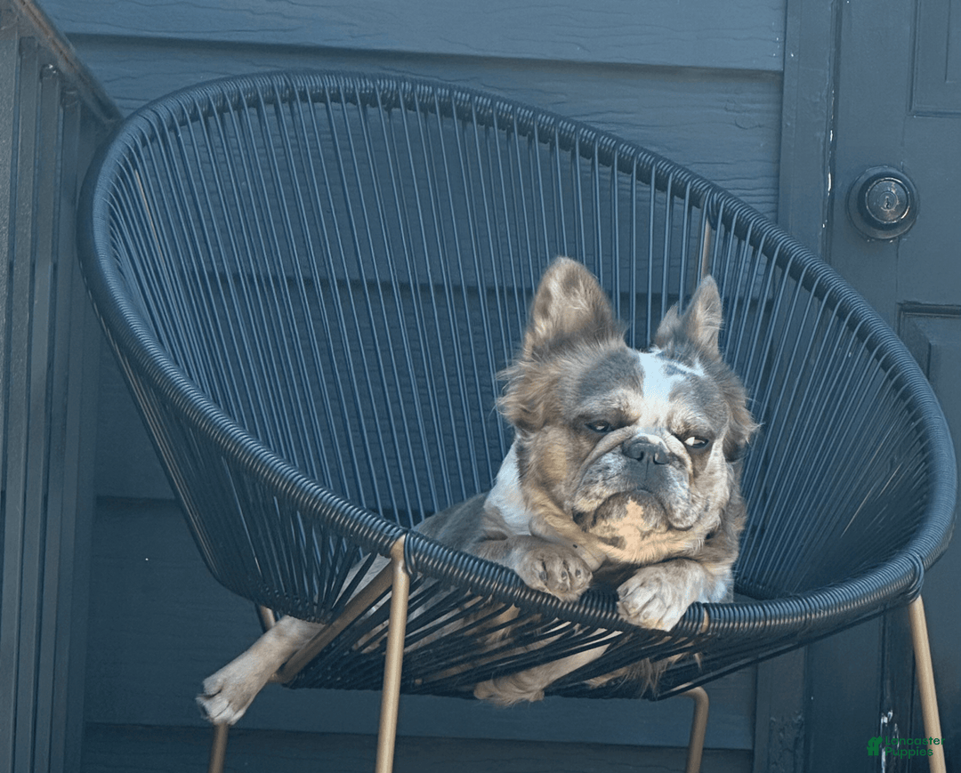French Bulldog dogs for sale: Mila - Image 7