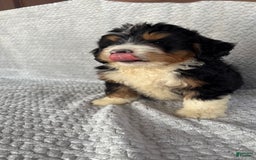 Mini Bernedoodle dogs for sale: Miles - Image 10