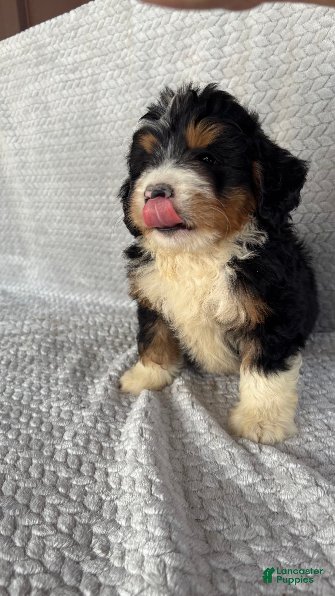 Mini Bernedoodle dogs for sale: Miles - Image 10