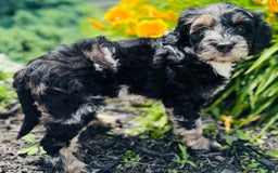 Bernedoodle dogs for sale: Candy - Image 8