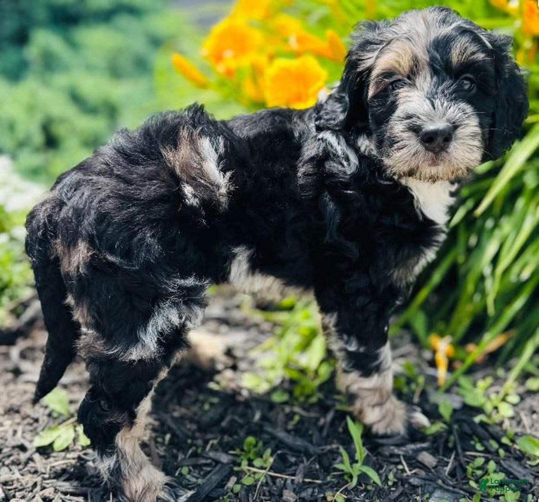 Bernedoodle dogs for sale: Candy - Image 8