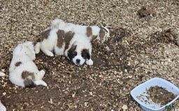 Saint Bernard dogs for sale: Chunk - Image 2