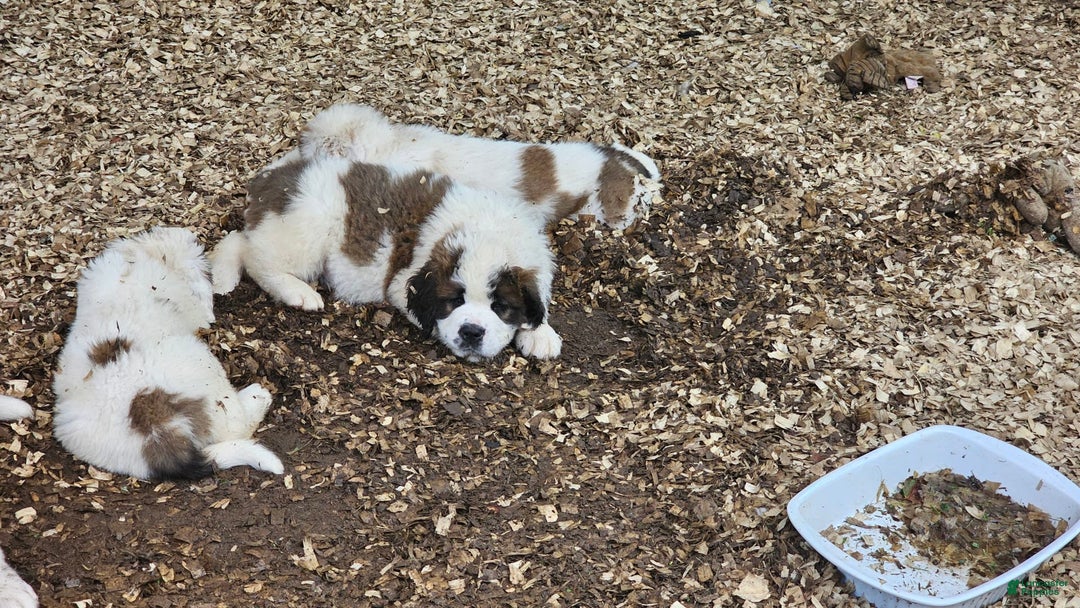Saint Bernard dogs for sale: Chunk - Image 2
