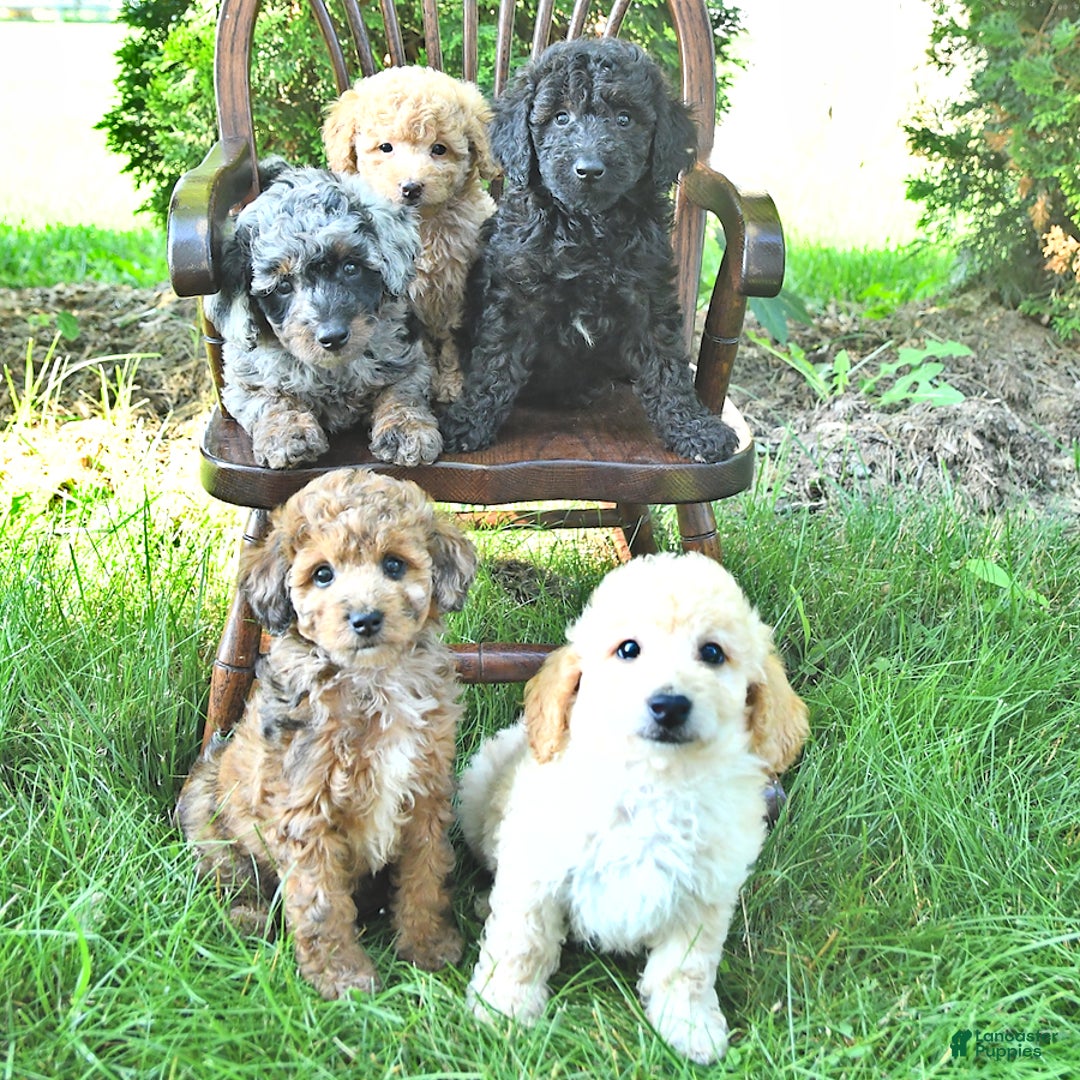Mini Goldendoodle dogs for sale: Macy - Image 10
