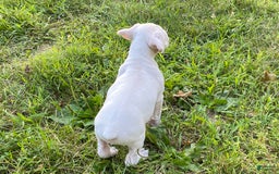 Boxer dogs for sale: Spencer - Image 3