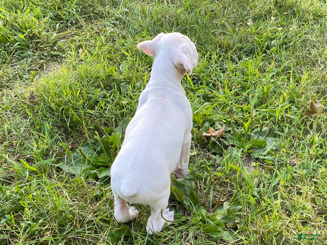 Boxer dogs for sale: Spencer - Image 3