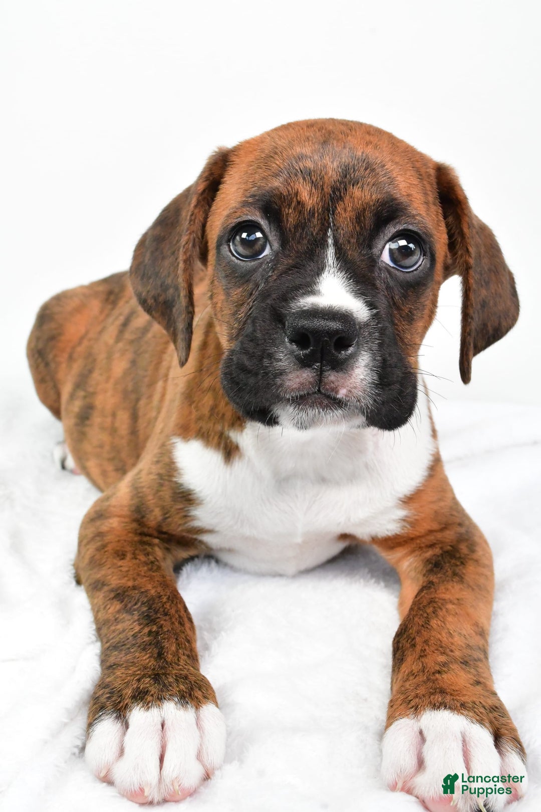 Boxer dogs for sale: Boxer 4 puppies - Image 4