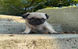 Pug dogs for sale: Mabel - Image 2