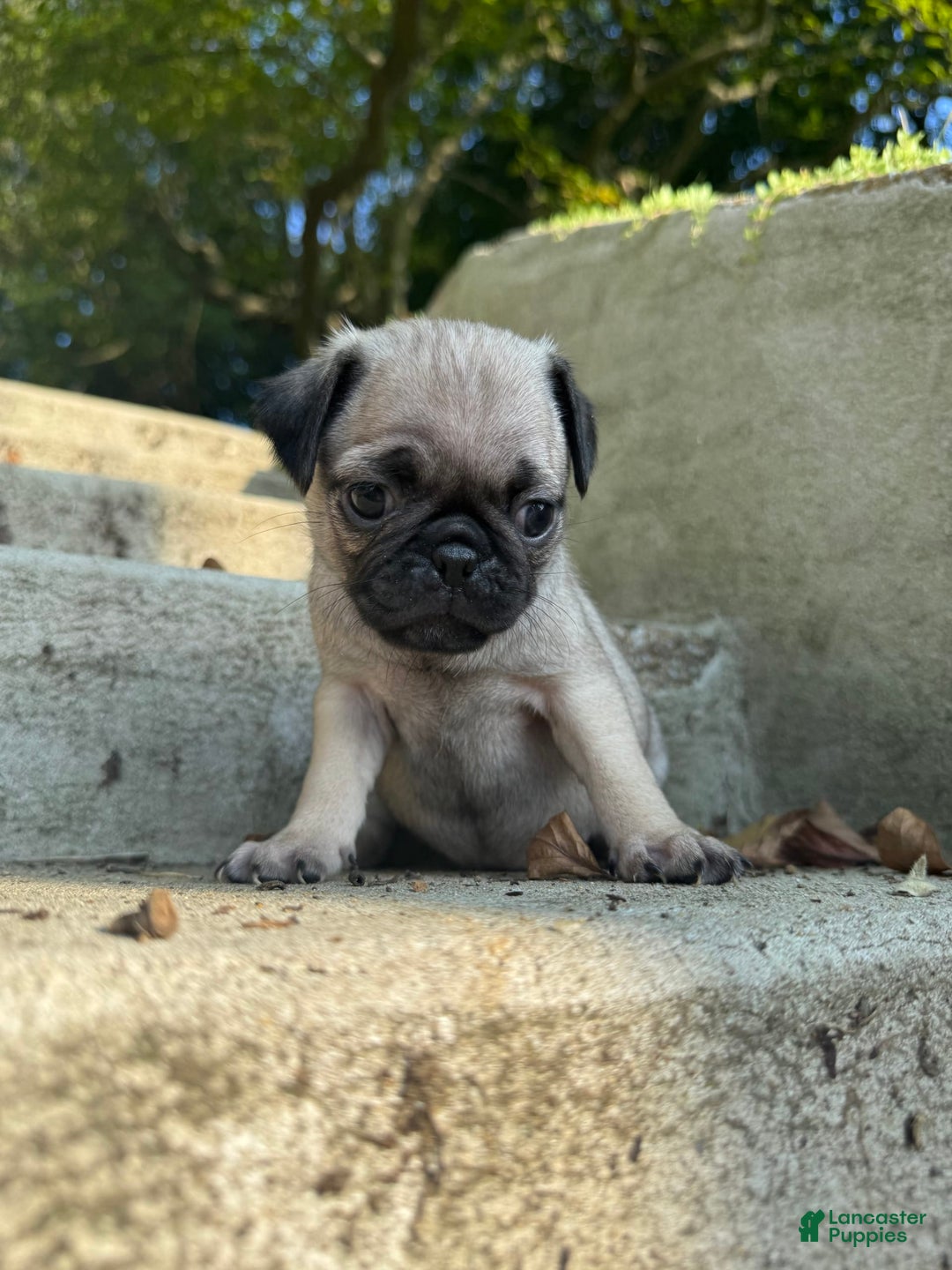 Pug dogs for sale: Mabel - Image 2