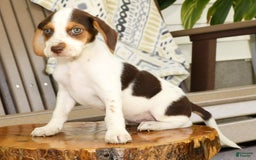 Beagle dogs for sale: Primrose - Image 7