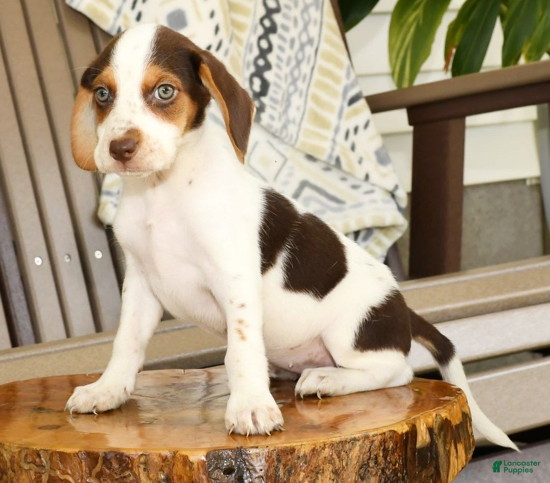 Beagle dogs for sale: Primrose - Image 7