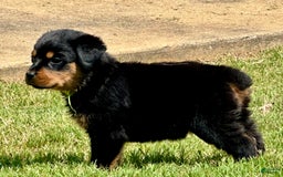 Rottweiler dogs for sale: Green Collar - Image 7