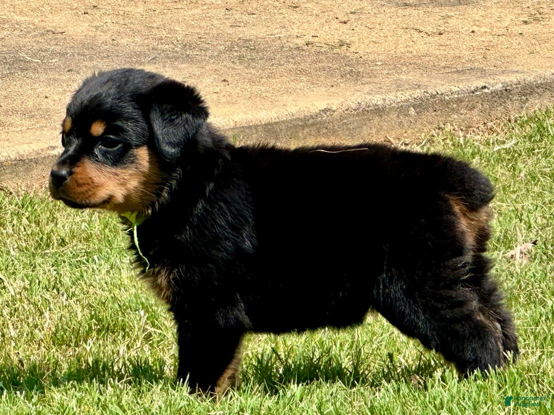 Rottweiler dogs for sale: Green Collar - Image 7