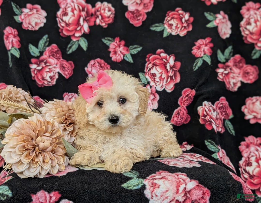 Miniature Poodle dogs for sale: Devanie - Image 5