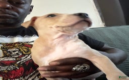 American Pit Bull Terrier dogs for sale: Pretty Boy - Image 4