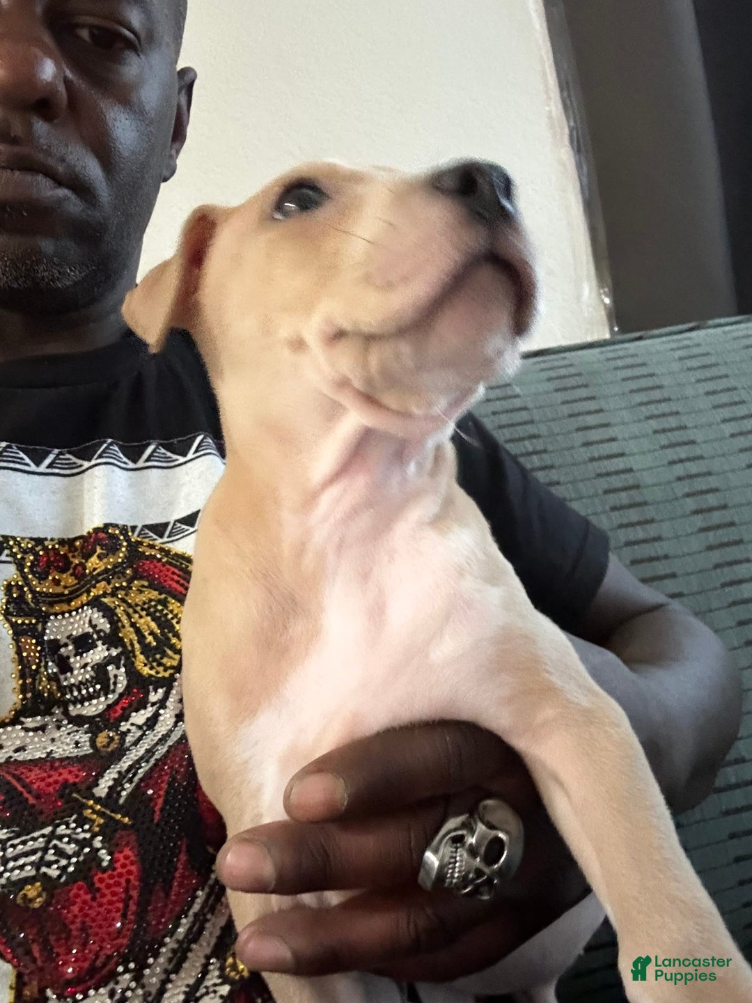 American Pit Bull Terrier dogs for sale: Pretty Boy - Image 4