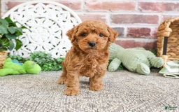 Miniature Poodle dogs for sale: Rico - Image 8