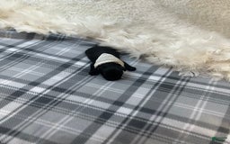 Morkie dogs for sale: Xander - Image 3