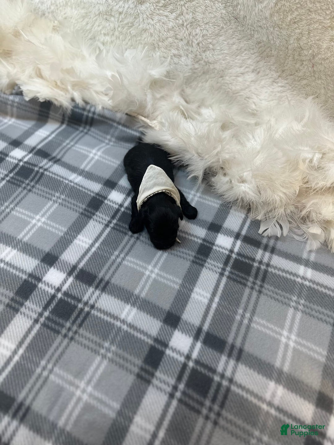 Morkie dogs for sale: Xander - Image 3