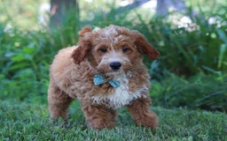 Mini Goldendoodle dogs for sale: Yellow Collar - Image 2