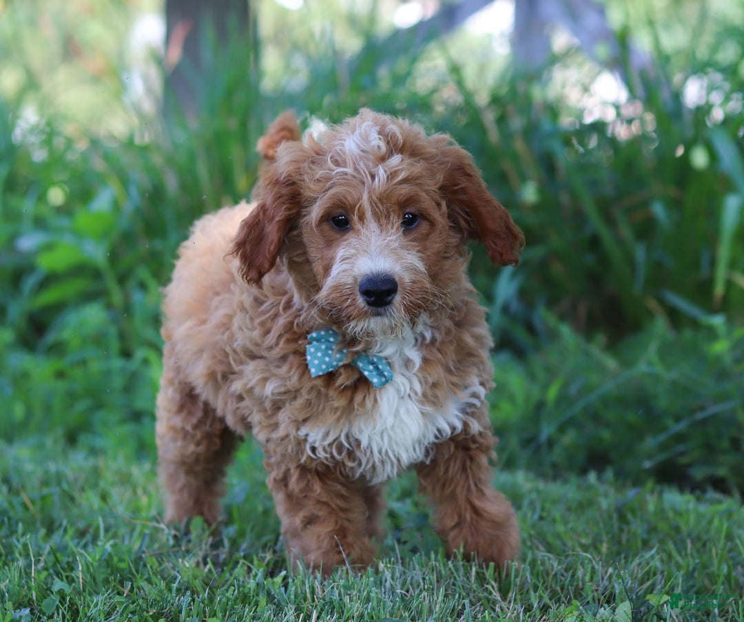 Mini Goldendoodle dogs for sale: Yellow Collar - Image 2