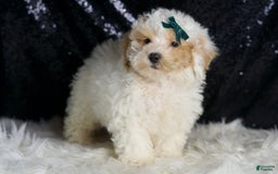Toy Poodle dogs for sale: Frizzy - Image 6